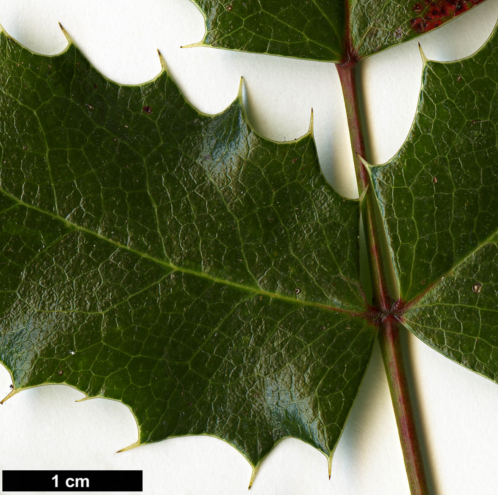 High resolution image: Family: Berberidaceae - Genus: Mahonia - Taxon: ×wagneri (M.aquifolium  × M.pinnata)